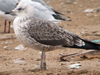 juvenile LBBG in September, ringed in Norway. (73485 bytes)